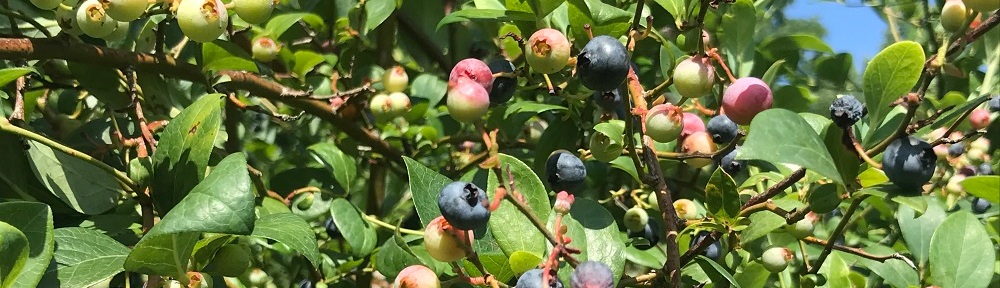 ripe and unripe berries in the top of a blueberry bush