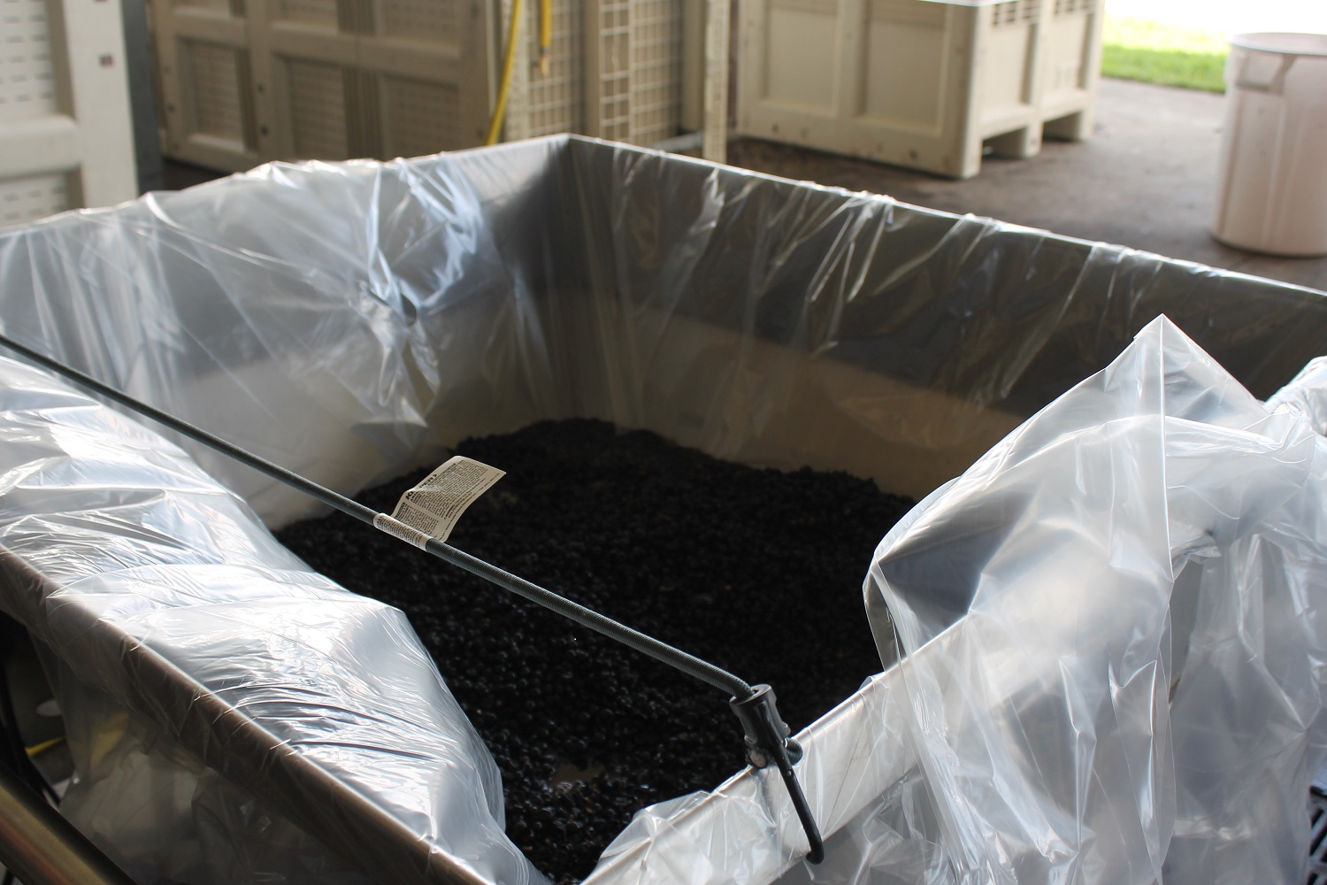red wine grapes in large box, lined with plastic