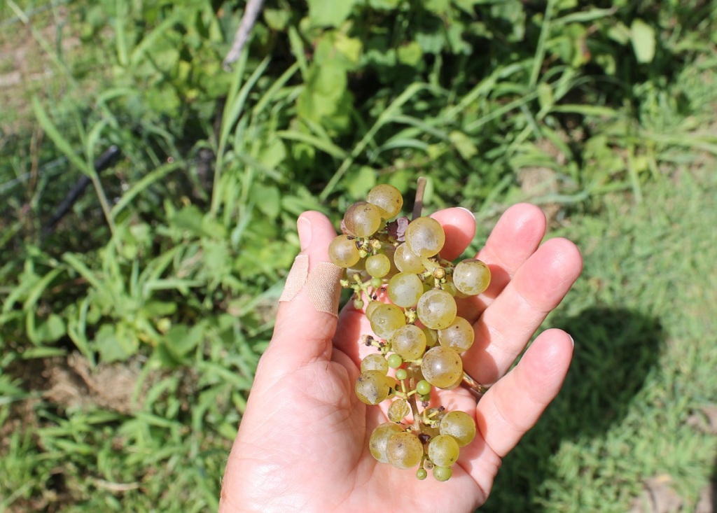 hand holds a small bunch of green grapes out in the field