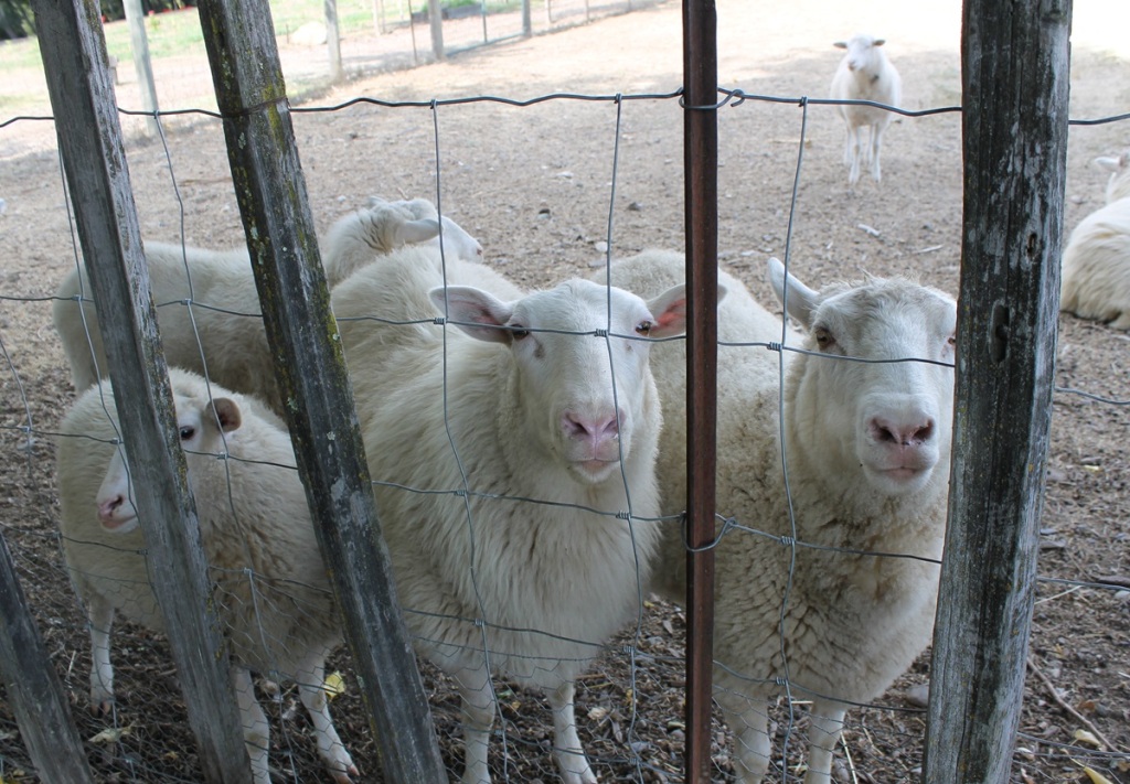 three white sheep peer through a fence, with others in the background
