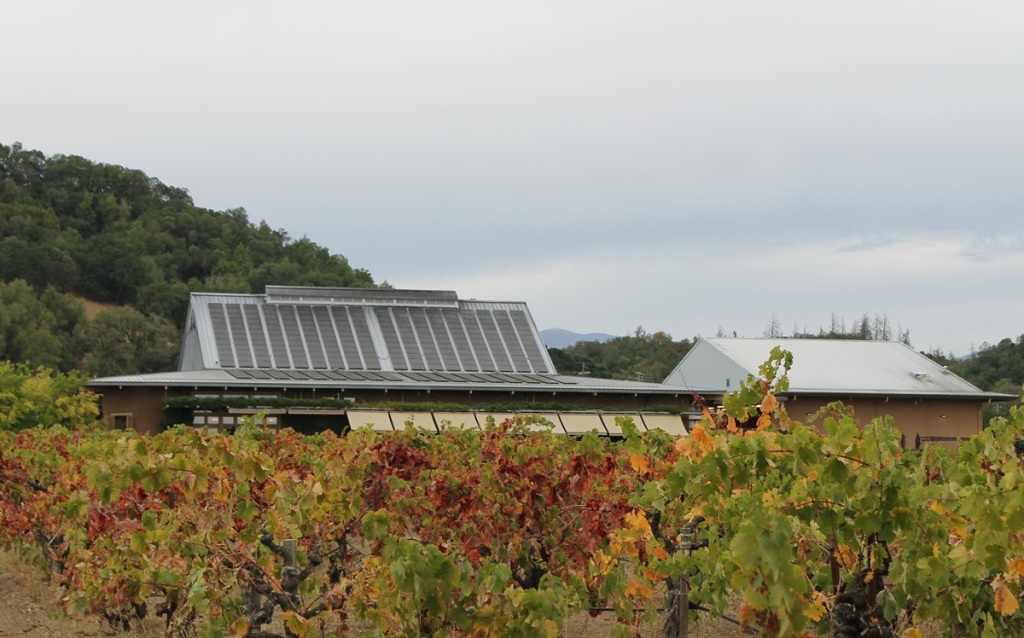 roof of building with solar panels rises above grape vines