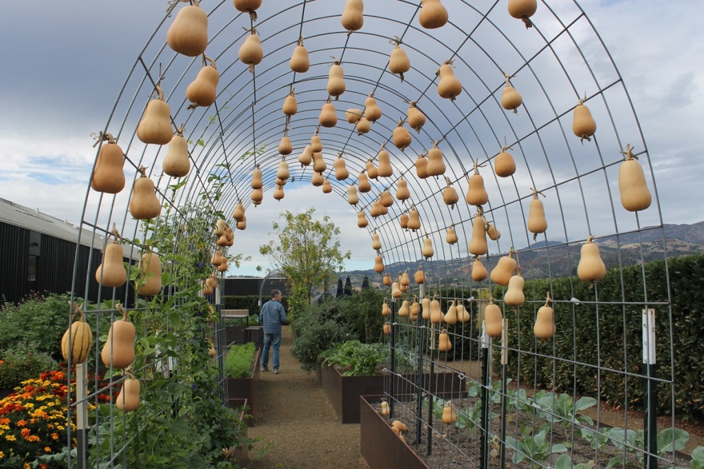 butternut squash hang from a trellis, with flowers and other vegetables in raised beds in the background