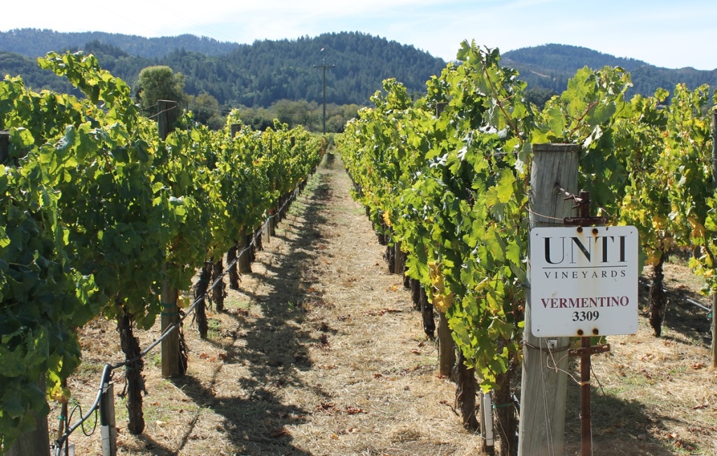 vineyards with sign that reads, "Unti Vineyards, Vermentino"