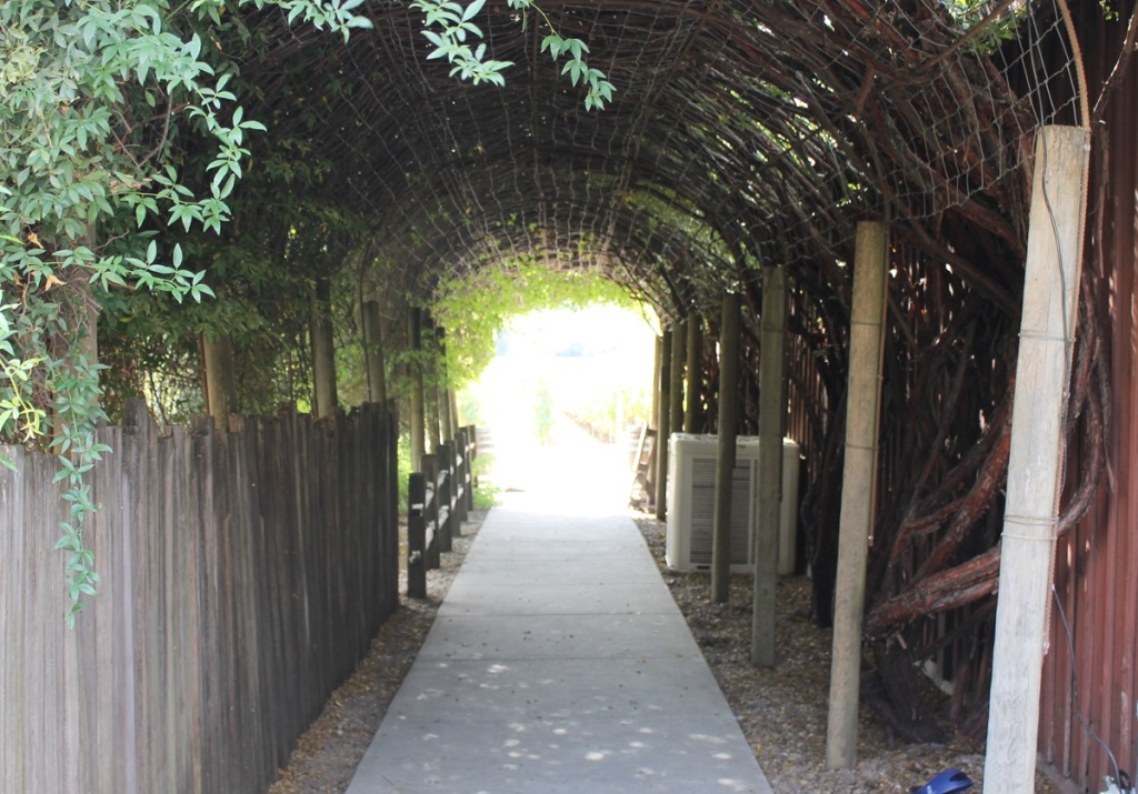 sunlight at the end of a vine covered walkway